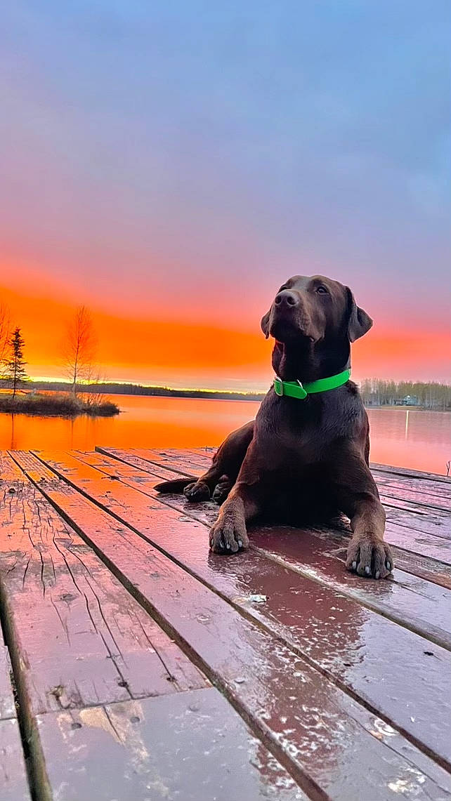 Choco Chip joined the competition — help win amazing prizes! canidae, carnivore, cloud, collar, companion_dog, dog, dog_breed, dog_collar, dusk, fawn, gun_dog, horizon, landscape, sky, snout, sporting_group, sunset, water, wood, working_animal
