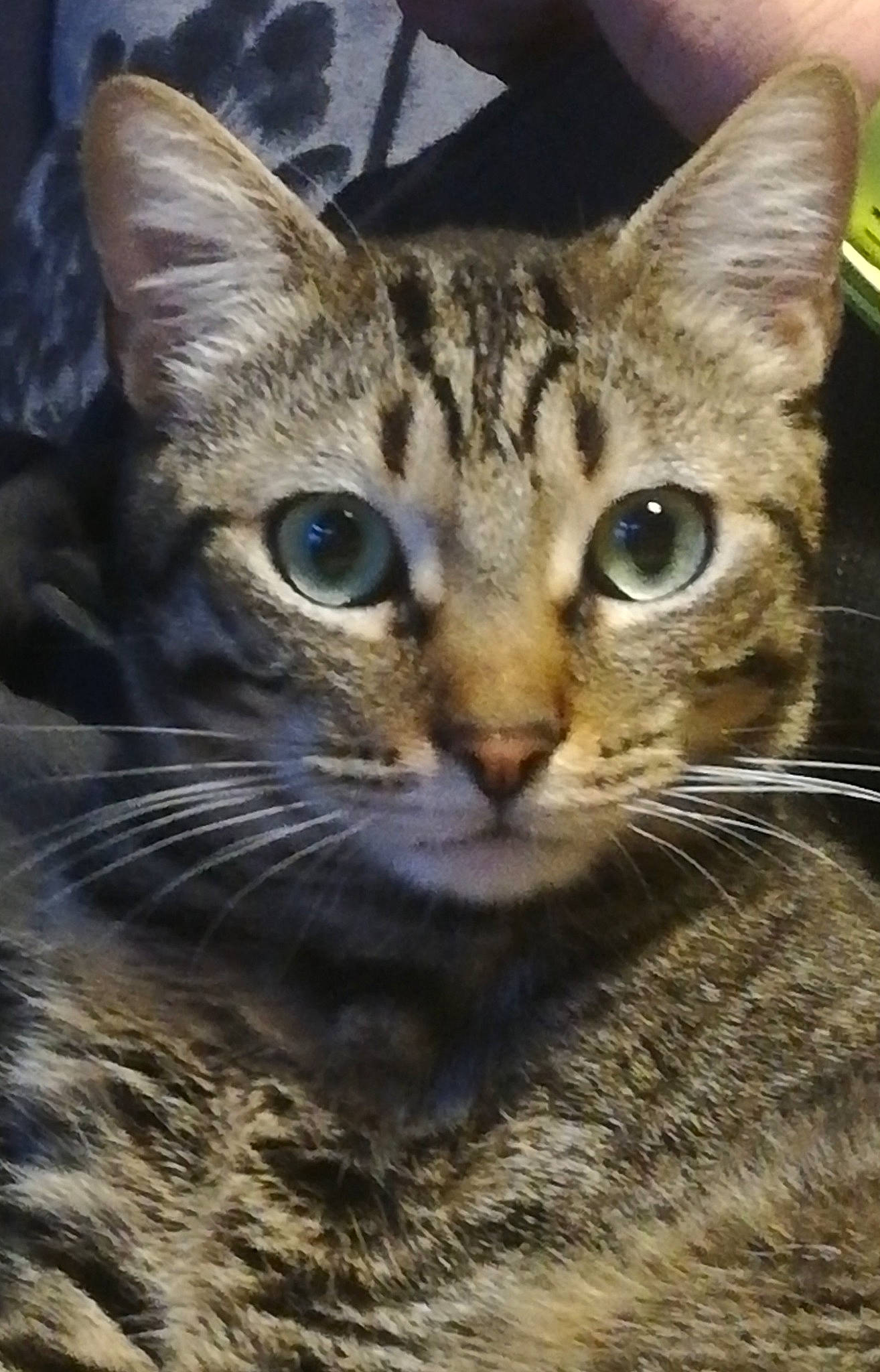 Pacha participe au concours pour gagner de l'argent avec cette photo : carnivore, cat, close_up, domestic_short_haired_cat, felidae, fur, small_to_medium_sized_cats, snout, terrestrial_animal, whiskers, wildlife