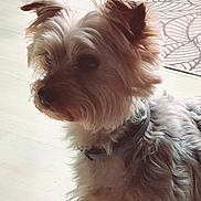 Lilo a rejoint le concours — aidez-le/la à gagner de superbes lots ! dog, small_dog, indoor, floor, collar, fur, pet, animal, light, shadow, mat, pattern, looking_away, cute, scruffy, side_view, domestic, canine, companion, quiet