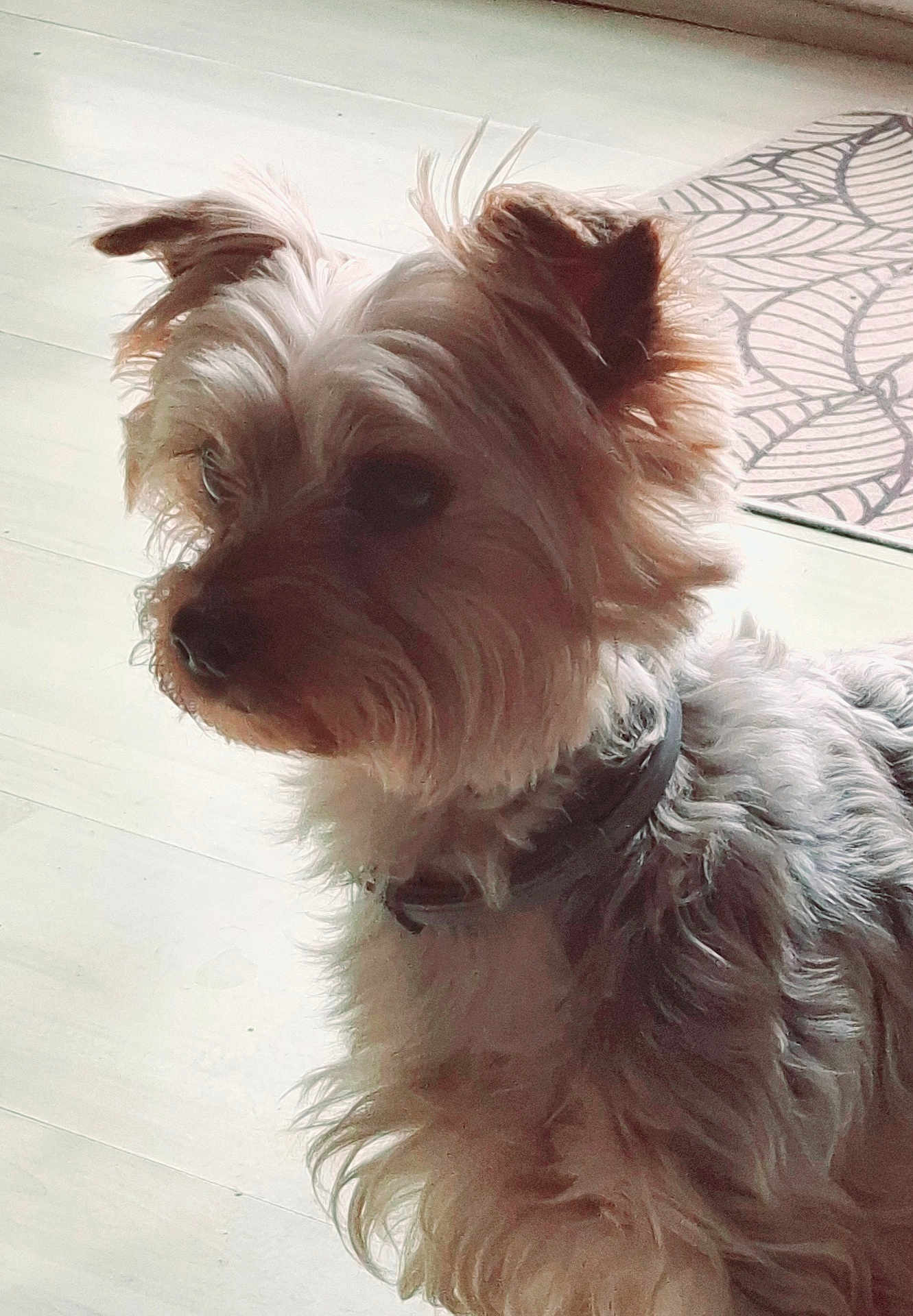 Lilo a rejoint le concours — aidez-le/la à gagner de superbes lots ! dog, small_dog, indoor, floor, collar, fur, pet, animal, light, shadow, mat, pattern, looking_away, cute, scruffy, side_view, domestic, canine, companion, quiet