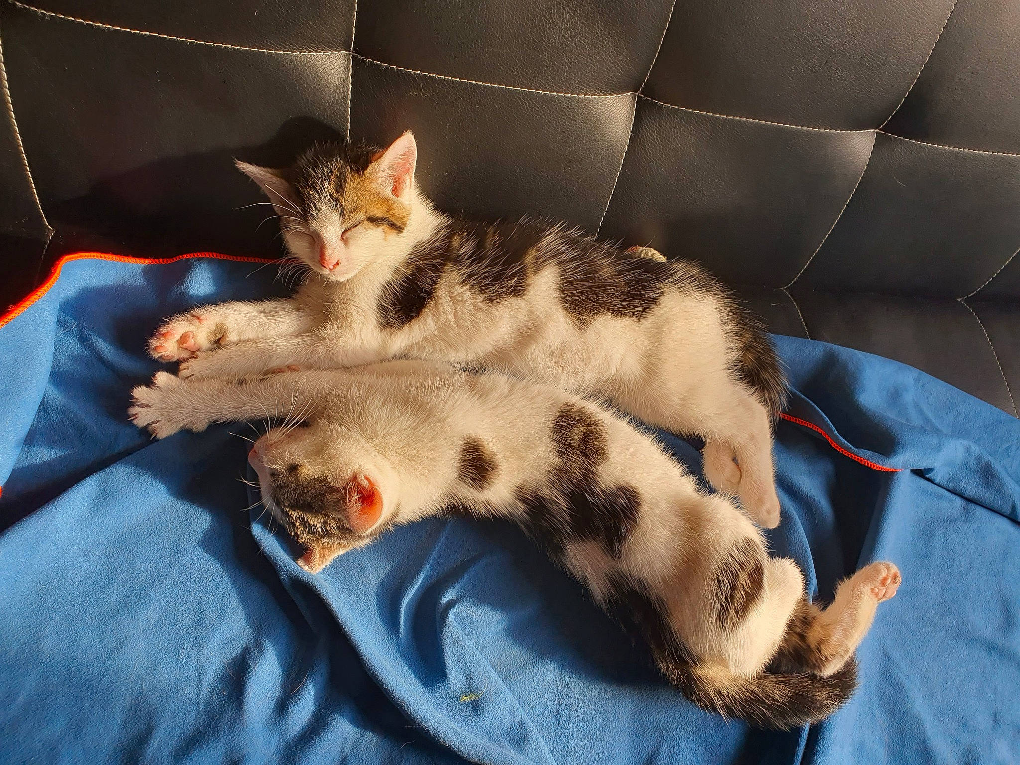 Shady participe au concours pour gagner de l'argent avec cette photo : bed, carnivore, cat, claw, cloud, comfort, domestic_short_haired_cat, eye, fawn, felidae, foot, fur, lap, linens, nap, paw, small_to_medium_sized_cats, snout, tail, whiskers