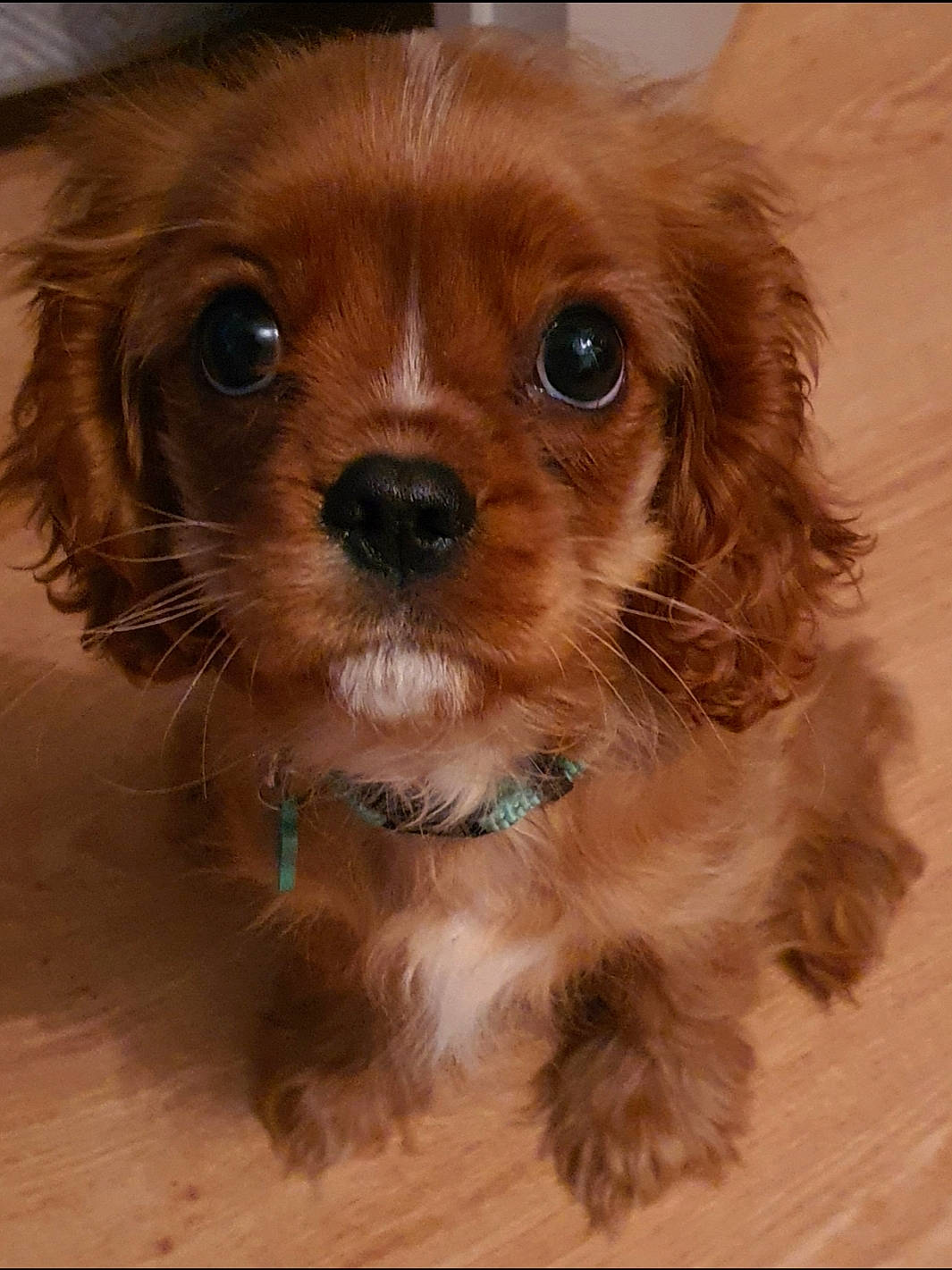 Honey participe au concours pour gagner de l'argent avec cette photo : canidae, caramel_color, carnivore, cavachon, cavalier_king_charles_spaniel, cavapoo, cocker_spaniel, companion_dog, dog, dog_breed, king_charles_spaniel, maltepoo, mammal, pekapoo, poodle_crossbreed, puppy, snout, spaniel, sporting_group, vertebrate