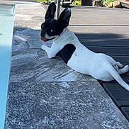 Maya Rondot participe au concours pour gagner de l'argent avec cette photo : dog, black_and_white, pet, animal, outdoor, poolside, patio, garden, sunny, lying_down, relaxed, tongue_out, floppy_ears, short_coat, small_dog, deck, fence, plants, flowers, portrait