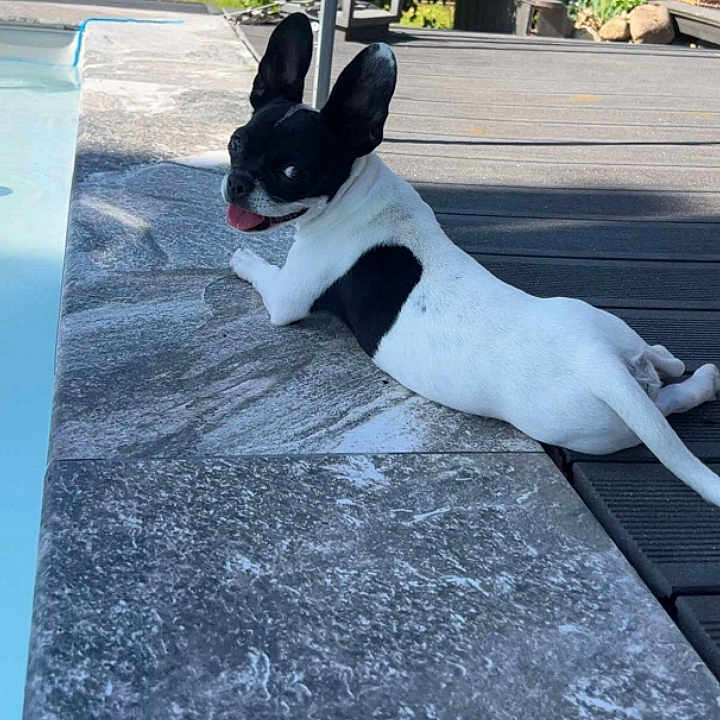 Maya Rondot participe au concours pour gagner de l'argent avec cette photo : dog, black_and_white, pet, animal, outdoor, poolside, patio, garden, sunny, lying_down, relaxed, tongue_out, floppy_ears, short_coat, small_dog, deck, fence, plants, flowers, portrait