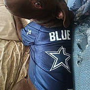 Bonnie Blue is registered to the contest to win money with this photo: dog, brown_dog, pet, jersey, blue_jersey, text_on_clothing, star_logo, bed, couch, fabric, indoor, resting, looking_back, close_up, canine, domestic_animal, furniture, comfort, casual, relaxed