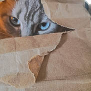 Walmart is registered to the contest to win money with this photo: cat, blue_eyes, cardboard, peeking, curious, close_up, animal, feline, paper, texture, eye, whiskers, hidden, indoor, brown, striped, cute, pet, playful, mysterious