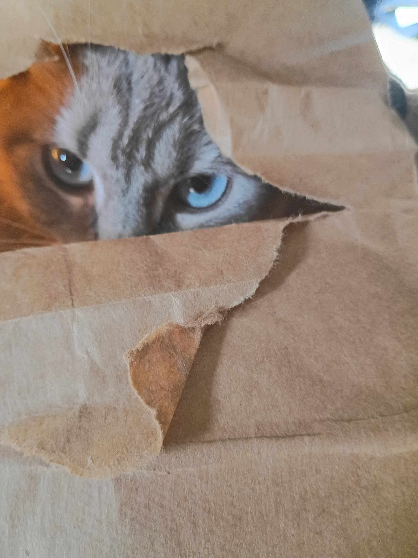 Walmart is registered to the contest to win money with this photo: cat, blue_eyes, cardboard, peeking, curious, close_up, animal, feline, paper, texture, eye, whiskers, hidden, indoor, brown, striped, cute, pet, playful, mysterious