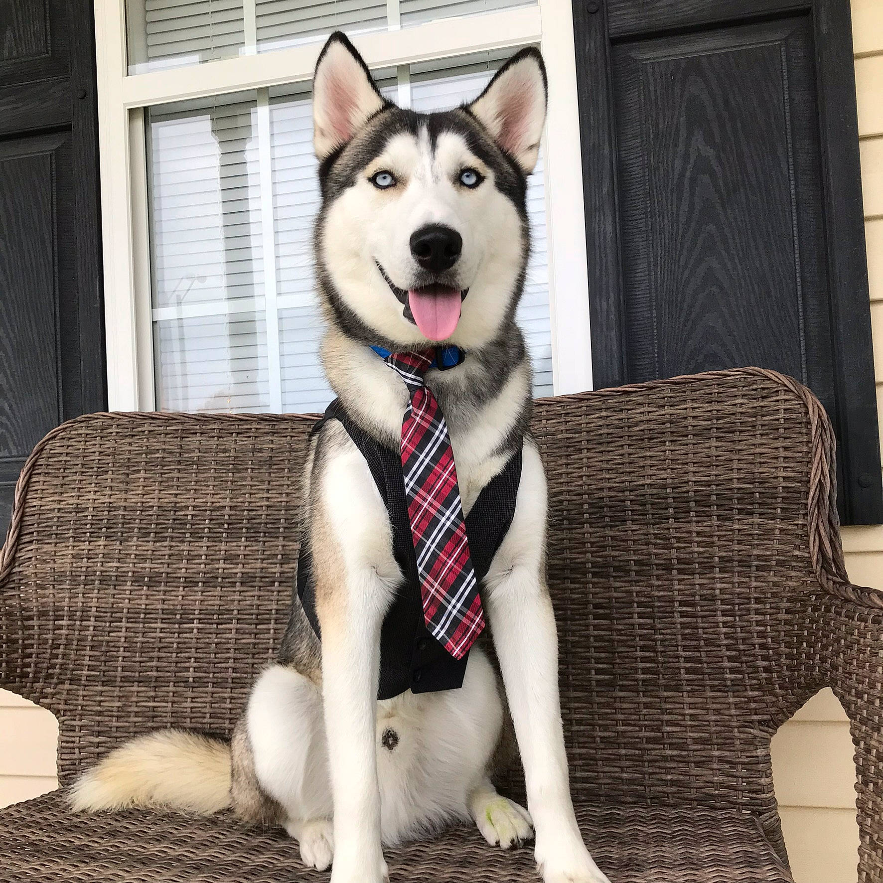 Dakota is registered to the contest to win money with this photo: canidae, carmine, carnivore, collar, companion_dog, dog, dog_breed, dog_collar, dog_supply, fashion_accessory, fawn, fur, leash, pattern, snout, sporting_group, tail, whiskers, window, working_animal