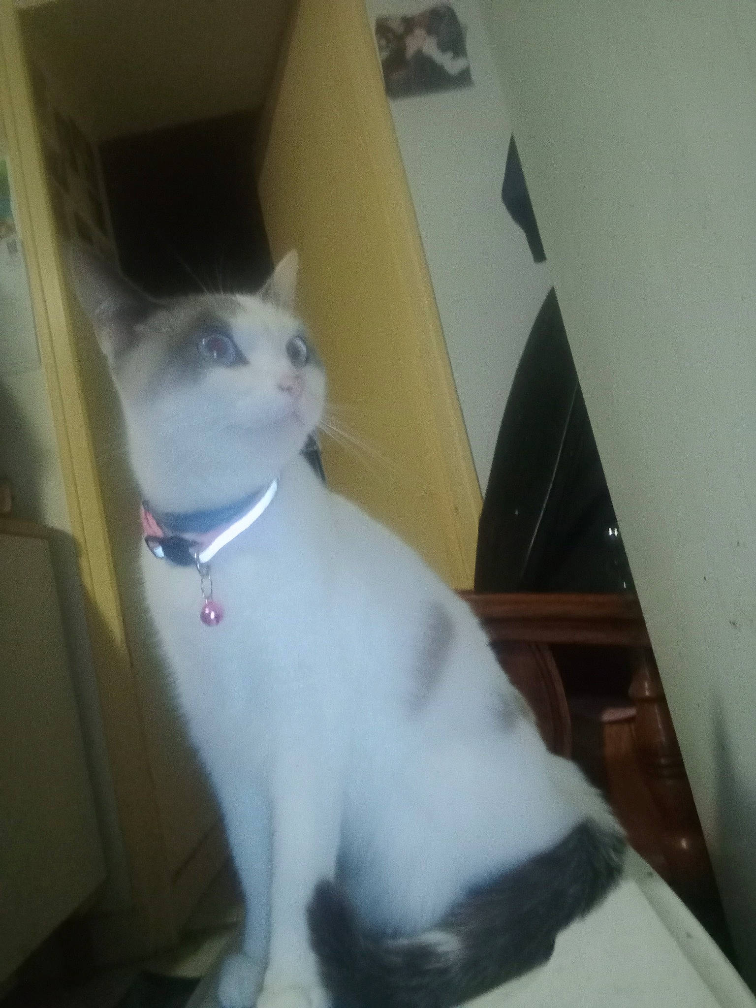 Sangria a rejoint le concours — aidez-le/la à gagner de superbes lots ! carnivore, cat, domestic_short_haired_cat, felidae, fur, hardwood, paw, small_to_medium_sized_cats, tail, whiskers, wood