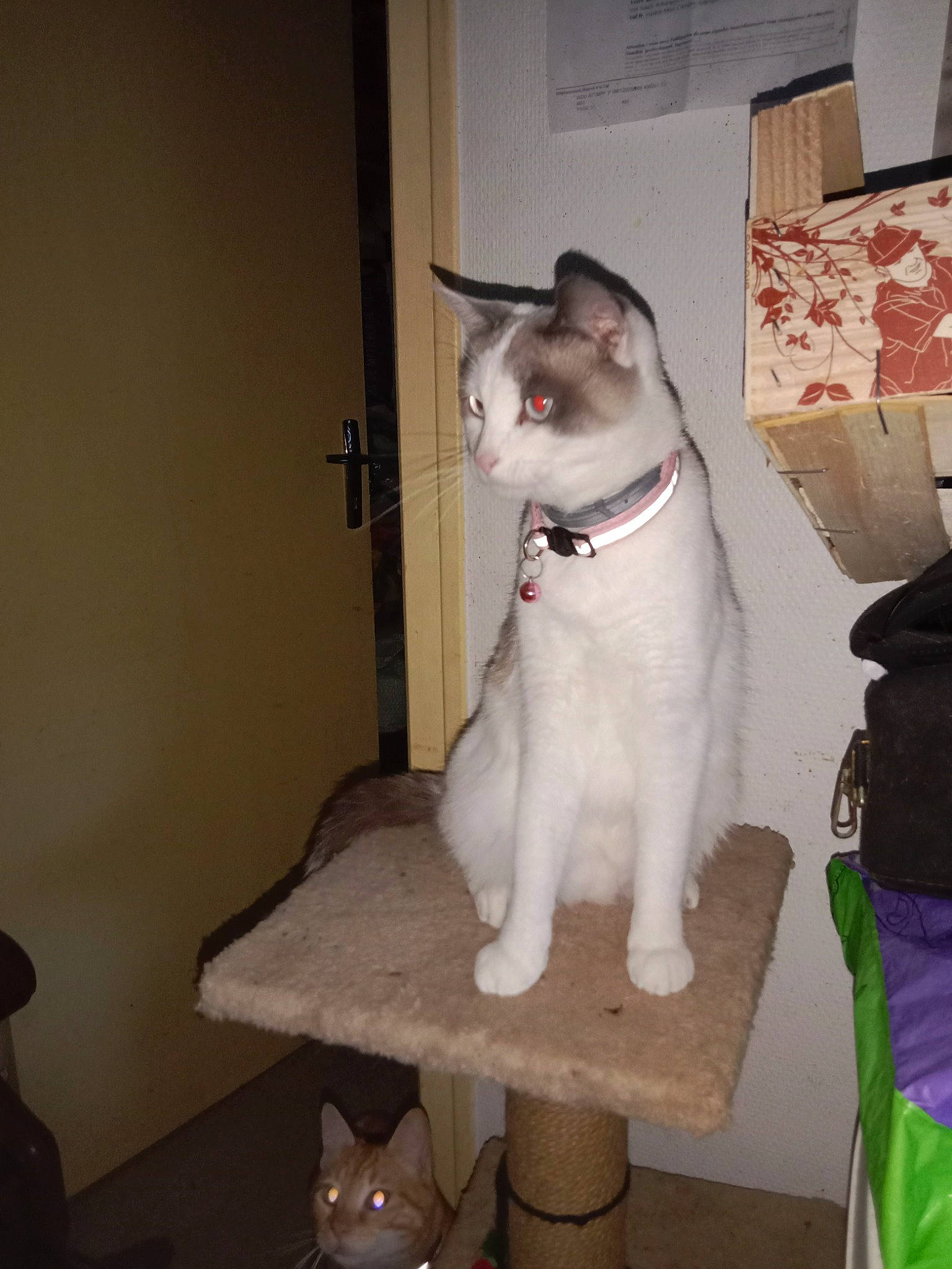 Sangria a rejoint le concours — aidez-le/la à gagner de superbes lots ! box, carnivore, cat, cat_supply, collar, domestic_short_haired_cat, felidae, fur, paw, small_to_medium_sized_cats, table, tail, thai, whiskers, wood