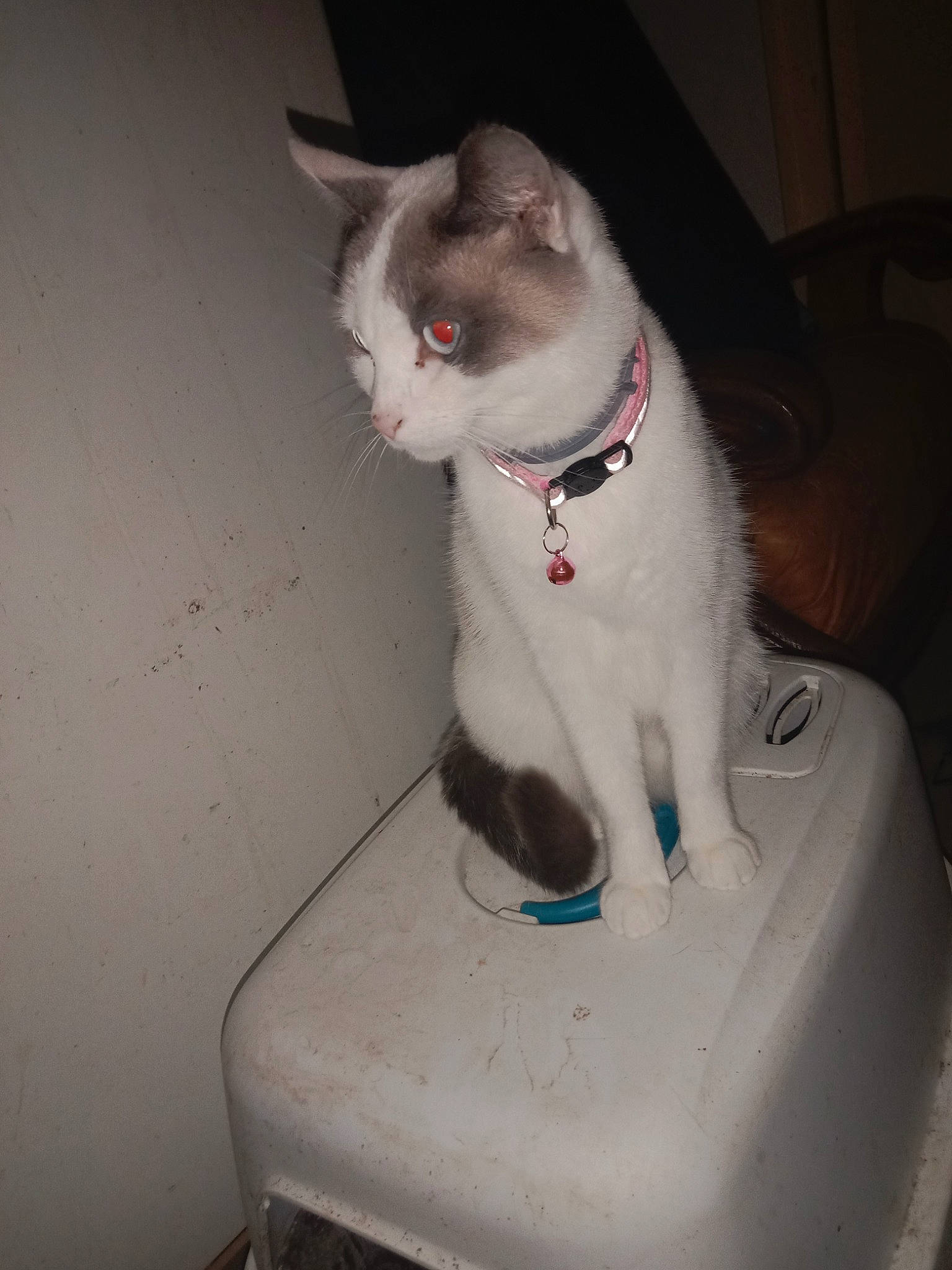 Sangria participe au concours pour gagner de l'argent avec cette photo : carnivore, cat, collar, domestic_short_haired_cat, felidae, fender, fur, gas, grey, human_leg, paw, sitting, small_to_medium_sized_cats, snout, tail, whiskers