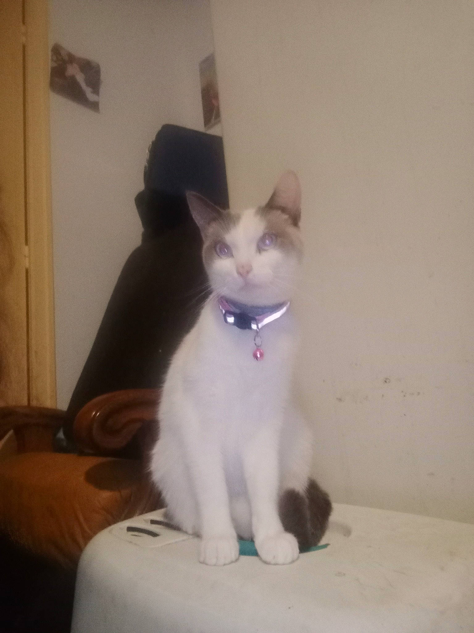 Sangria participe au concours pour gagner de l'argent avec cette photo : carnivore, cat, collar, comfort, domestic_short_haired_cat, eye, fawn, felidae, flooring, foot, fur, head, human_leg, iris, paw, sitting, small_to_medium_sized_cats, snout, tail, whiskers