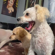 Frida joined the competition — help win amazing prizes! dog, dogs, white_dog, golden_dog, yawning, open_mouth, floppy_ears, curly_fur, short_fur, pet, animal, indoors, living_room, couch, blanket, portrait, window, home, closeup, funny