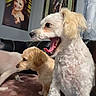 dog, dogs, white_dog, golden_dog, yawning, open_mouth, floppy_ears, curly_fur, short_fur, pet, animal, indoors, living_room, couch, blanket, portrait, window, home, closeup, funny