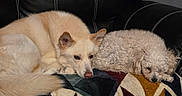 Frida is registered to the contest to win money with this photo: dogs, puppy, sleeping, resting, couch, sofa, blanket, curly_coat, fluffy, cream_colored, white, pet, indoors, home, living_room, red_curtains, leather, cozy, animal_portrait, nap