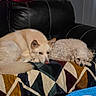 dogs, puppy, sleeping, resting, couch, sofa, blanket, curly_coat, fluffy, cream_colored, white, pet, indoors, home, living_room, red_curtains, leather, cozy, animal_portrait, nap