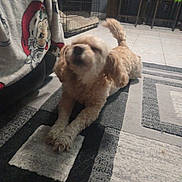 Camila is registered to the contest to win money with this photo: dog, pet, tan_dog, fluffy, curly_fur, lying_down, paws, tail, indoor, living_room, rug, carpet, pet_bed, crate, blanket, chairs, snowman_decoration, home, portrait, cozy