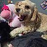 Camila is registered to the contest to win money with this photo: dog, puppy, fluffy, cream_colored, long_hair, pet, stuffed_animal, unicorn, toy, cuddling, lying_down, indoor, cozy, blanket, couch, close_up, portrait, brown_eyes, black_nose, playful