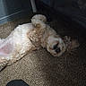 Camila is registered to the contest to win money with this photo: dog, small_dog, white_dog, fluffy, curly_fur, sleeping, lying_down, belly_up, relaxed, pet, animal, carpet, indoor, home, floor, paw, tail, portrait, playful, nap