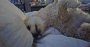 Camila is registered to the contest to win money with this photo: dog, puppy, sleeping, white_dog, fluffy, curly_fur, pet, animal, bed, bedroom, cozy, indoors, nap, resting, lying_down, closed_eyes, snout, collar, blanket, home