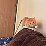 Miso joined the competition — help win amazing prizes! cat, orange_cat, ginger_cat, feline, pet, animal, jumping, pouncing, airborne, fluffy, whiskers, ears, eyes, indoor, bedroom, blanket, bedding, door, brown, playful