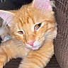 Miso joined the competition — help win amazing prizes! cat, orange_tabby, kitten, pet, feline, animal, fur, whiskers, ears, eyes, nose, paws, striped_fur, sleepy, relaxed, couch, indoor, close_up, portrait, cute