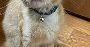Miso joined the competition — help win amazing prizes! cat, kitten, orange_cat, fluffy, long_hair, sitting, portrait, whiskers, ears, blue_eyes, collar, bell, wooden_floor, indoor, pet, animal, cute, front_view, alert, text_overlay