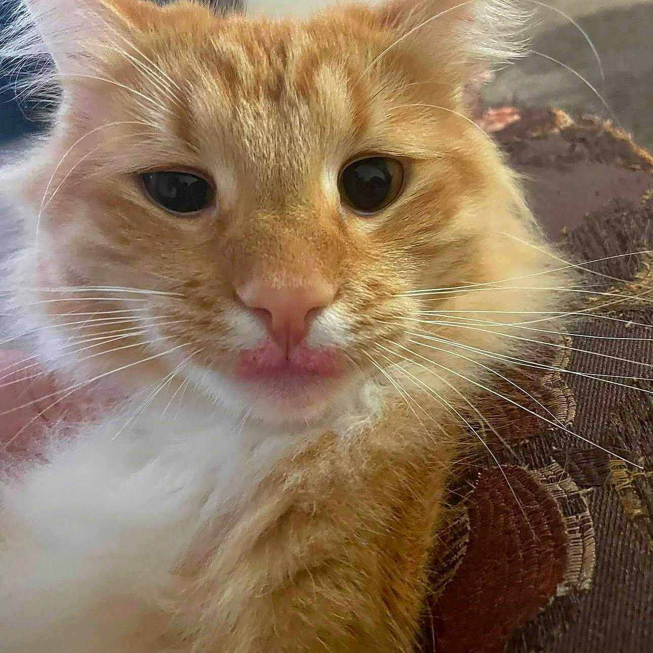 Miso