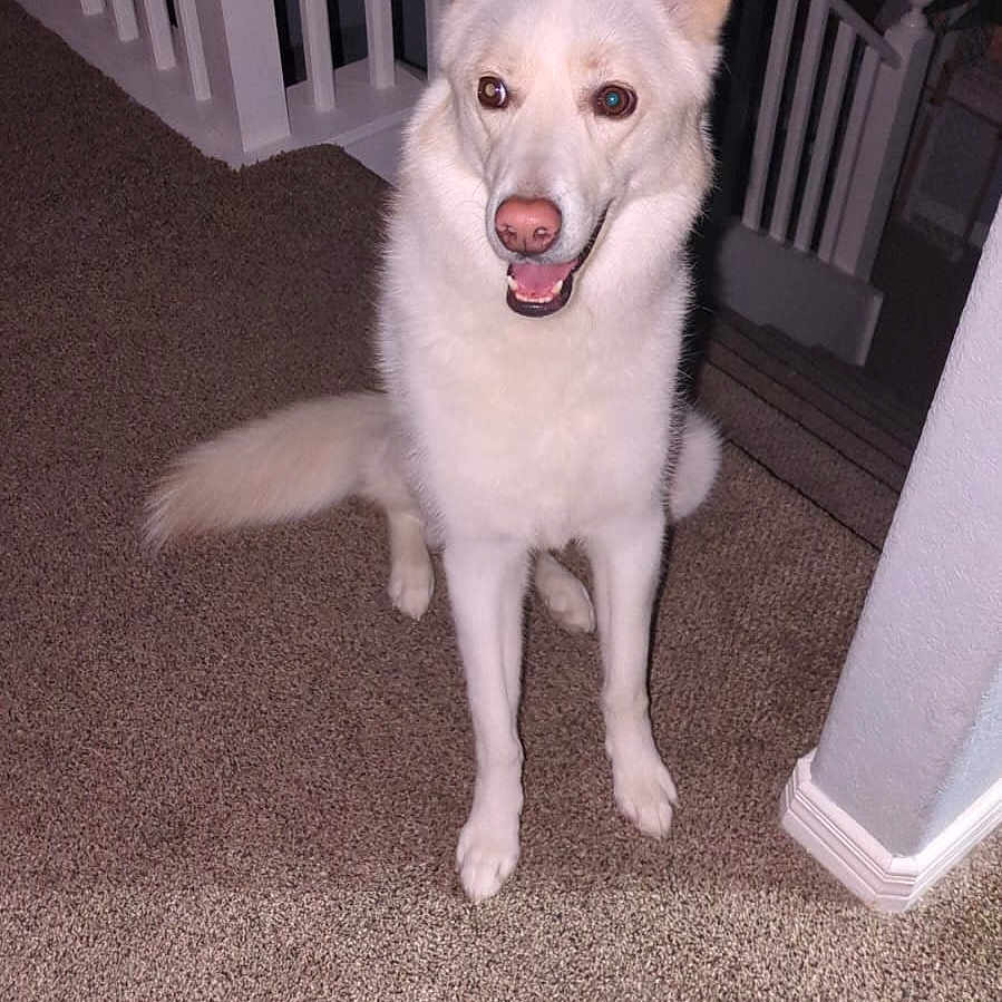 Sophie joined the competition — help win amazing prizes! dog, white_dog, sitting, smiling, pointed_ears, fluffy, long_tail, indoor, hallway, staircase, carpet, home, pet, canine, portrait, flash_photography, front_facing, happy, animal, residential_interior
