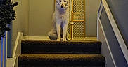 Sophie joined the competition — help win amazing prizes! dog, white_dog, pet, animal, sitting, staircase, stairs, carpet, indoor, home, hallway, baby_gate, holiday_decorations, christmas_lights, window, railing, portrait, alert, front_facing, home_interior