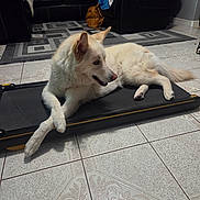 Sophie is registered to the contest to win money with this photo: dog, white_dog, fluffy, pet, lying_down, relaxed, treadmill, indoor, living_room, leather_couch, armchair, patterned_floor, tile_floor, home, furniture, backpack, blanket, water_bottle, tail, portrait