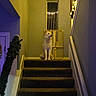 Sophie joined the competition — help win amazing prizes! dog, canine, white_dog, sitting, staircase, stairs, indoor, home, hallway, carpet, christmas, holiday, garland, string_lights, crucifix, window, baby_gate, festive, portrait, guarding