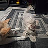 Fiona is registered to the contest to win money with this photo: dogs, dog, puppy, fluffy_dog, curly_fur, white_dog, tan_dog, pet, animals, indoor, rug, patterned_rug, tiled_floor, playful, lying_down, upside_down, paw, snout, rubber_duck, home