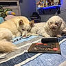 Fiona joined the competition — help win amazing prizes! dogs, dog, pets, animals, two_dogs, fluffy, curly_hair, cream_coat, white_coat, lying_down, bed, bedroom, striped_bedding, cozy, indoor, home, pillows, book, remote_control, blue_led_lights