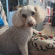 Fiona joined the competition — help win amazing prizes! dog, white_dog, fluffy, curly_hair, pet, portrait, close_up, sitting, indoors, blanket, couch, home, pet_crate, brown_eyes, nose, ears, fur, cute, alert, animal