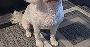 Fiona is registered to the contest to win money with this photo: dog, white_dog, small_dog, fluffy, sitting, indoors, living_room, rug, carpet, sofa, couch, blanket, cushion, portrait, pet, animal, long_ears, brown_nose, white_fur, home_decor