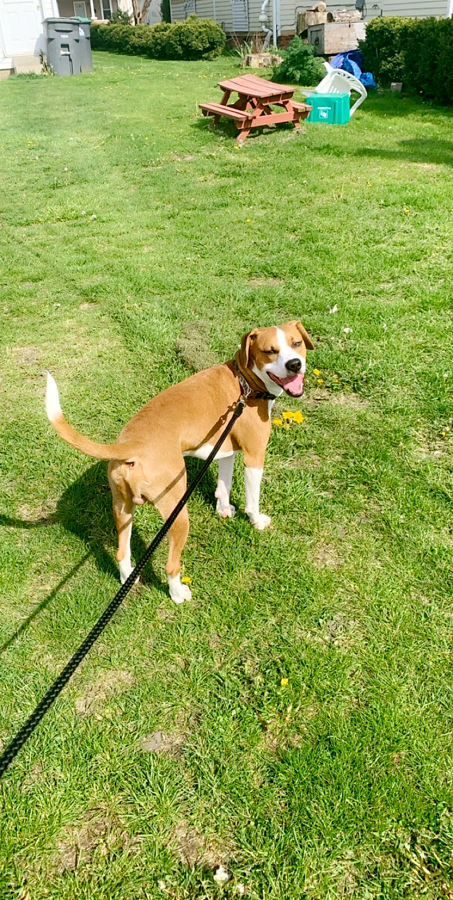 Maxx is registered to the contest to win money with this photo: canidae, carnivore, chair, collar, companion_dog, dog, dog_breed, dog_collar, dog_supply, fawn, grass, lawn, leash, pet_supply, plant, snout, sporting_group, tail, working_animal, working_dog