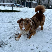 Winnie a rejoint le concours — aidez-le/la à gagner de superbes lots ! animal, backyard, brown_and_white, crouching, curled_tail, dog, fluffy, garden_shed, grass, nature, outdoor, pet, playing, puppy, red_harness, snow, snowy_muzzle, trampoline, trees, winter