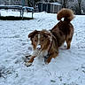 animal, backyard, brown_and_white, crouching, curled_tail, dog, fluffy, garden_shed, grass, nature, outdoor, pet, playing, puppy, red_harness, snow, snowy_muzzle, trampoline, trees, winter