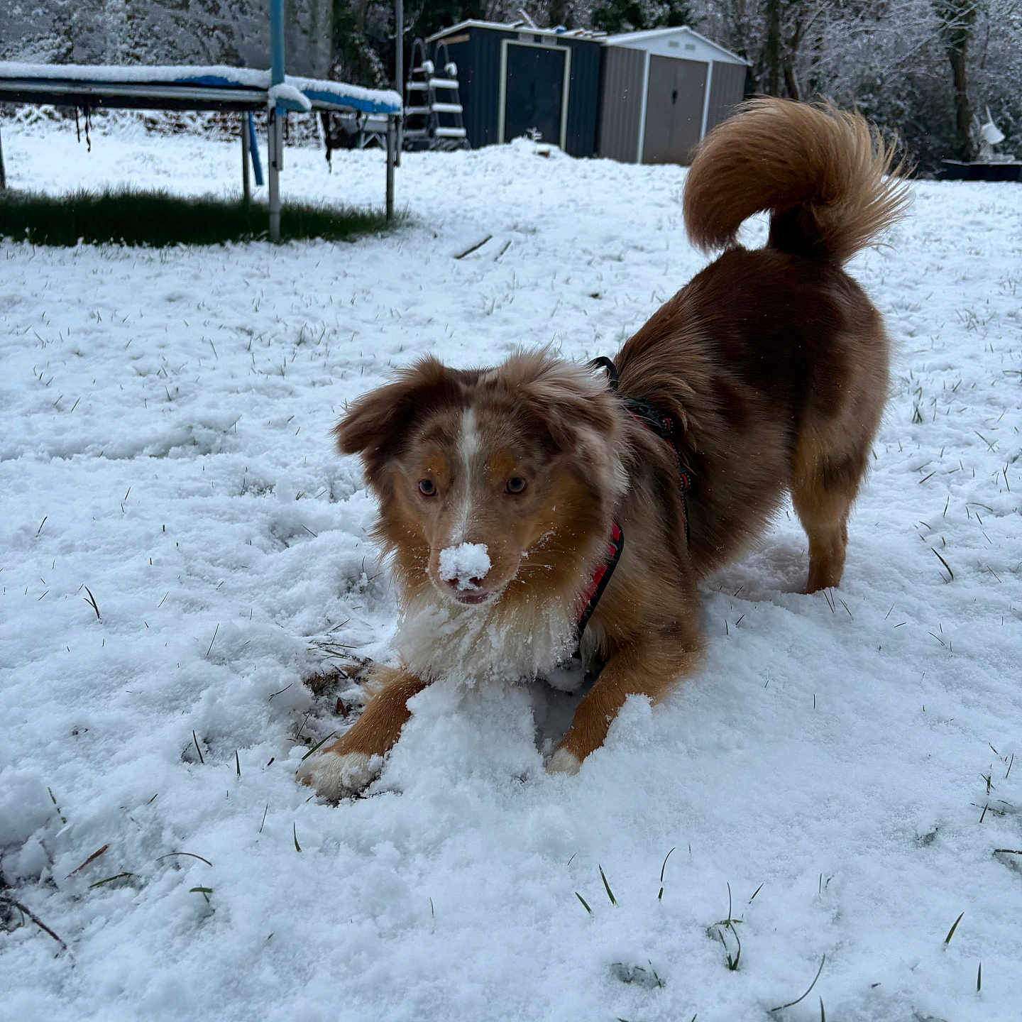 Winnie
