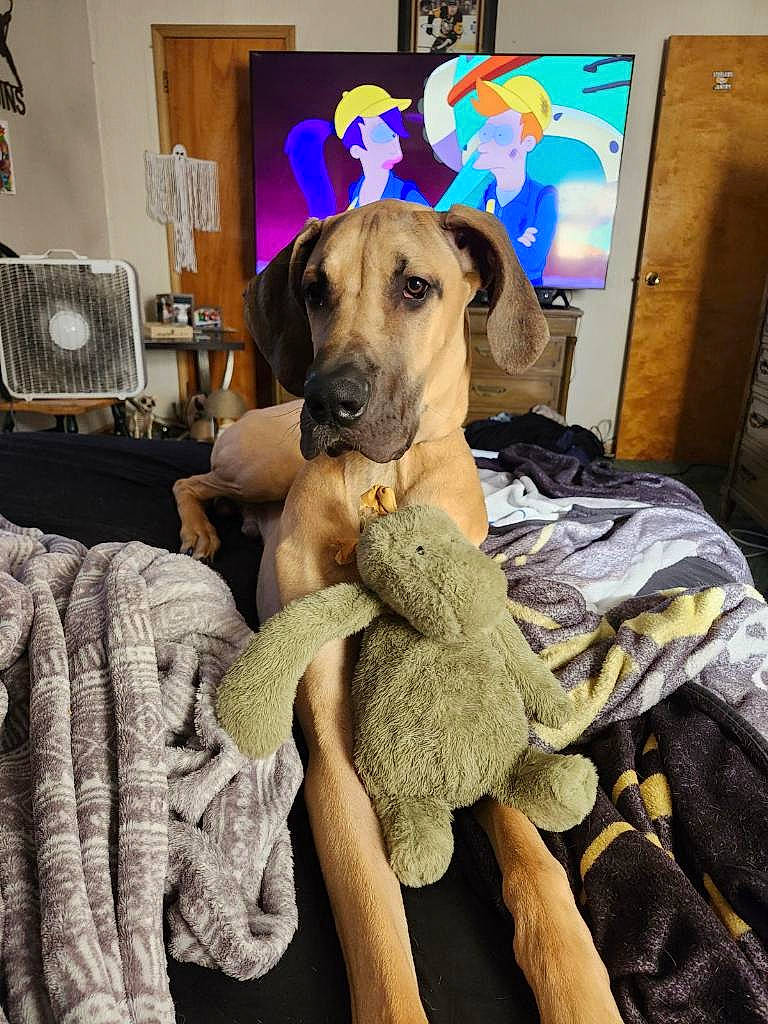 Rocky joined the competition — help win amazing prizes! bedding, blanket, canidae, carnivore, comfort, companion_dog, couch, dog, dog_breed, dog_supply, fawn, fur, guard_dog, linens, picture_frame, room, sighthound, sporting_group, wood, working_animal