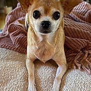 Addie is registered to the contest to win money with this photo: dog, chihuahua, pet, animal, ears, eyes, blanket, cozy, indoors, fur, cute, small_dog, portrait, lying_down, paw, nose, whiskers, living_room, texture, relaxed