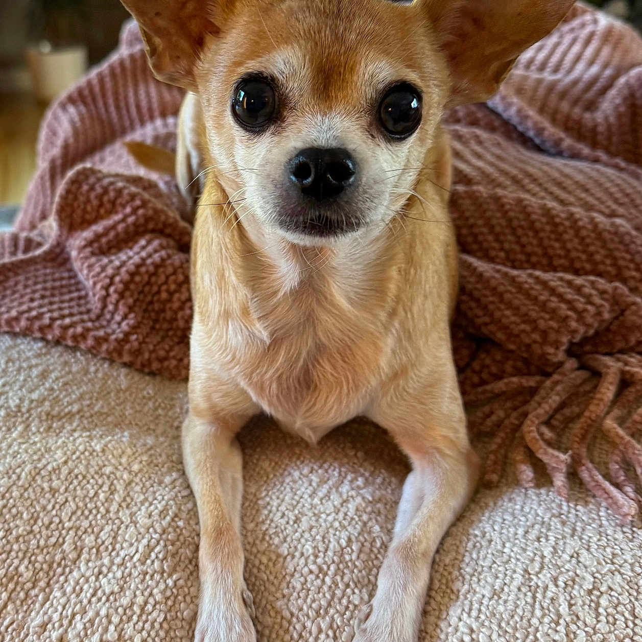Addie