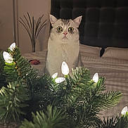 Spooky is registered to the contest to win money with this photo: cat, wide_eyes, christmas_lights, greenery, bedroom, pillow, grateful, headboard, bed, blanket, indoor, pet, curious, holiday_decor, furniture, cozy, animal, domestic_cat, lighting, closeup