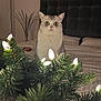 cat, wide_eyes, christmas_lights, greenery, bedroom, pillow, grateful, headboard, bed, blanket, indoor, pet, curious, holiday_decor, furniture, cozy, animal, domestic_cat, lighting, closeup