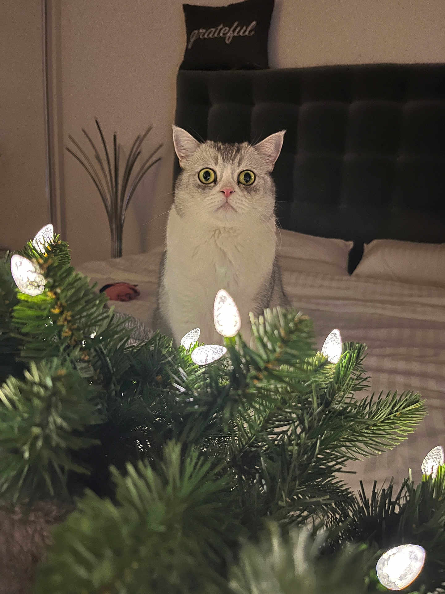 Spooky is registered to the contest to win money with this photo: cat, wide_eyes, christmas_lights, greenery, bedroom, pillow, grateful, headboard, bed, blanket, indoor, pet, curious, holiday_decor, furniture, cozy, animal, domestic_cat, lighting, closeup