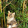 Laho participe au concours pour gagner de l'argent avec cette photo : kitten, cat, animal, pet, fur, whiskers, outdoor, nature, greenery, wood, tree, leaves, curious, sitting, young, cute, fluffy, small, tabby, closeup