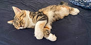Laho participe au concours pour gagner de l'argent avec cette photo : cat, kitten, sleeping, bed, bedding, fur, tabby, paw, whiskers, indoor, cozy, resting, pet, animal, cute, feline, soft, relaxing, domestic, mammal