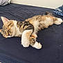 cat, kitten, sleeping, bed, bedding, fur, tabby, paw, whiskers, indoor, cozy, resting, pet, animal, cute, feline, soft, relaxing, domestic, mammal