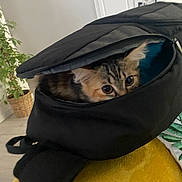 Laho participe au concours pour gagner de l'argent avec cette photo : kitten, cat, backpack, indoor, peeking, furniture, plant, curious, animal, pet, black, yellow, cozy, zipper, eyes, young, domestic_cat, home, cute, fur